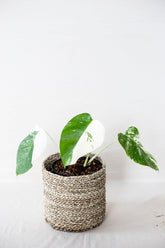 Monstera deliciosa albo variegata